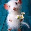 janet_lynn35